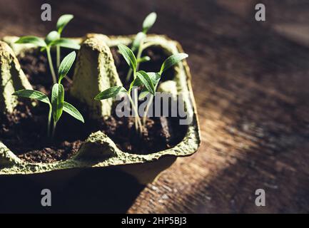 Tomato seedlings in reused egg box, home gardening and zero waste concept Stock Photo