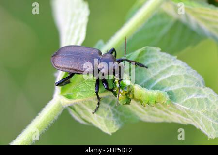 Beetle (Calosoma auropunctatum) of the carabid family with a hunted caterpillar. Stock Photo