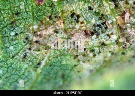 Spider mites or tetranychus urticae, Tetranychidae on the underside of nettle leaves.
