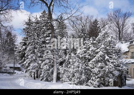 Suburban residential street with snow covered pine trees Stock Photo