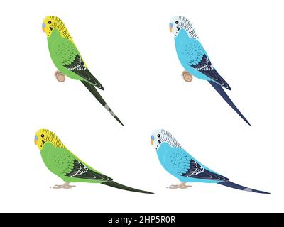 Set of budgies parrots. Vector illustration of green and blue budgerigars parrots on white background. Stock Vector