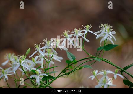 Clematis Stock Photo