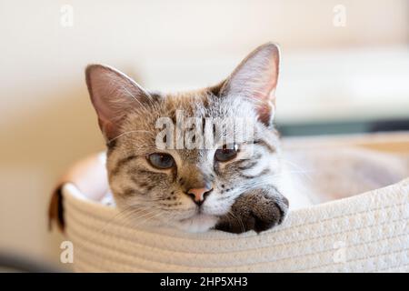 Adorable lynx colorpoint meezer with beautiful blue eyes relaxing in a basket at home looking at camera. Close-up of tabby point siamese laying on its Stock Photo