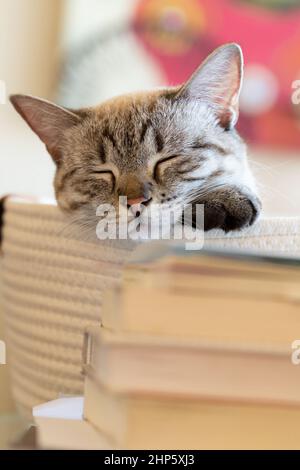 Lynx point siamese sleeps in a basket next to a stack of books at home. Portrait crop of sleeping tabby point cat with blurry background. Stock Photo