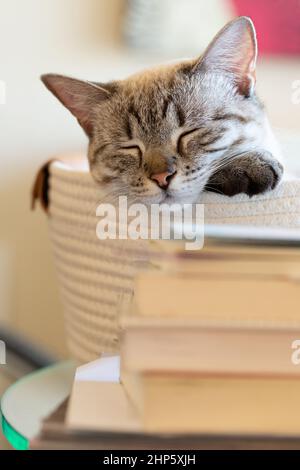 Portrait of white and seal tabby point cat sleeping in a basket at home by a stack of books.  Closeup of cat asleep with background bokeh. Stock Photo