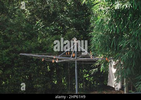 Kookaburra sitting on clothes line in Australian backyard Stock Photo