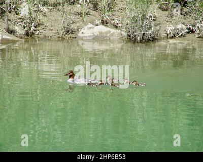 Adult female Common merganser (Mergus merganser) with chicks swimming along shore of the Bow River Stock Photo
