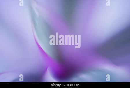 Iridescent bright purple-green background. Blur all over the photo Stock Photo