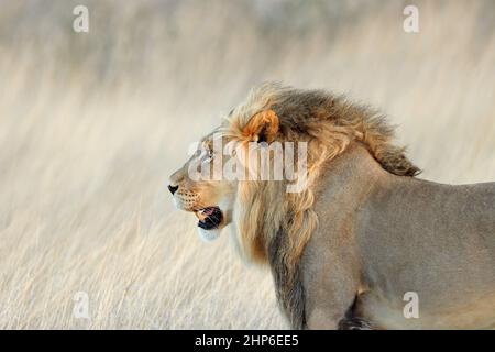 Portrait of a big male African lion (Panthera leo), Kalahari desert, South Africa Stock Photo
