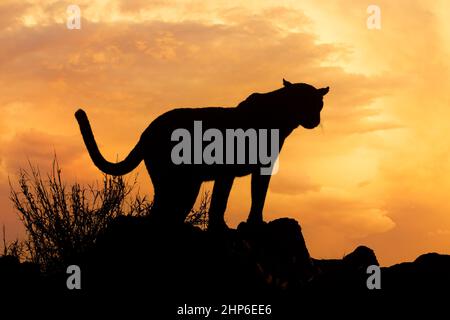A leopard (Panthera pardus) silhouetted against an orange sky at sunrise, South Africa Stock Photo