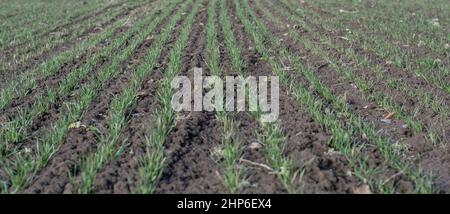 Rows of young green wheat seedlings growing on the agricultural field in winter.