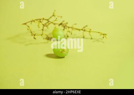 Rotten grapes on an empty branch of green grapes on a colored background Stock Photo