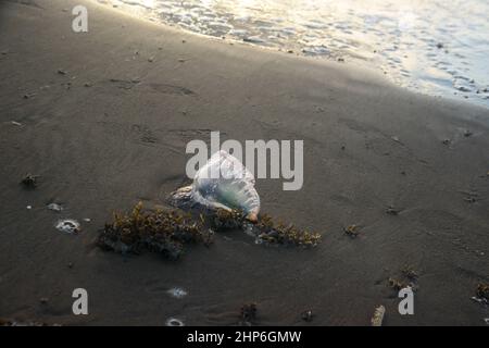 Wild life Jelly Fish on the beach Stock Photo