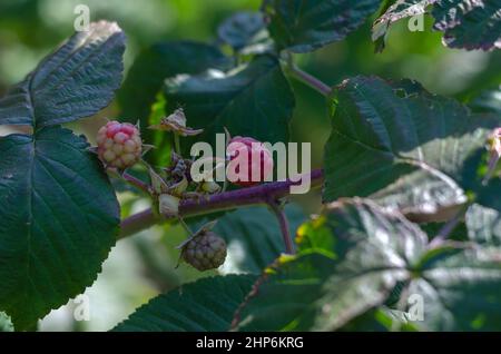 Raspberries on branches. Red raspberries ripening on the farmer's bed. Growing berries. Selective focus. Stock Photo