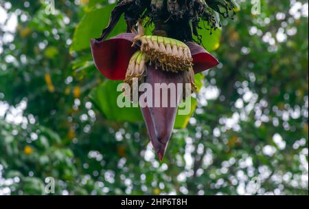 Banana (Musa paradisiaca ) flowers, in shallow focus Stock Photo