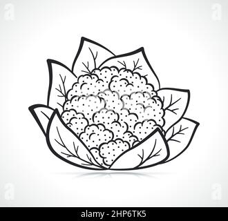 cauliflower illustration on white background Stock Vector