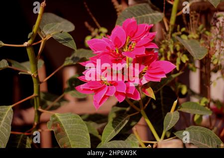 Beautiful blooming red poinsettia flower with green leaf background. Bangladeshi winter flower in garden. Poinsettia flower for Christmas decoration. Stock Photo