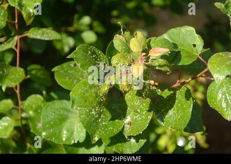 Dangerous aphids on leaves of tree. Selective focus. Stock Photo