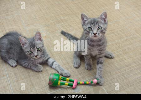 Two tabby gray kitten plays with wooden toy. Pet training. Stock Photo
