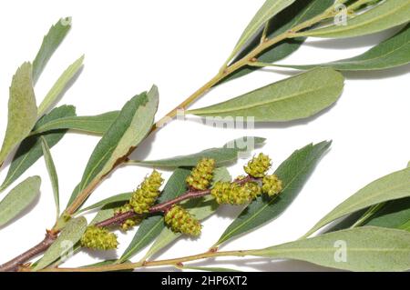 Branch of bog myrtle bush Myrica gale isolated on white background Stock Photo