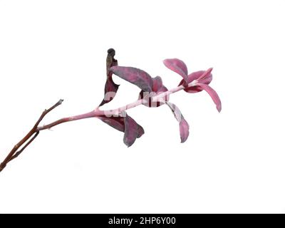 The pathogen fungi Exobasidium vaccini-uligniosi made  Alpine blueberry Vaccinium uliginosum foliage turn pink Stock Photo