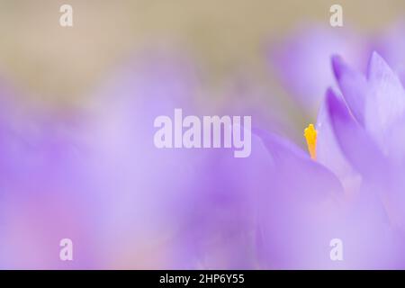 Closeup of Crocus sieberi ‘Tricolor’ flowers in early spring. Focus on yellow anther between purple petals. Shallow depth of field. Stock Photo