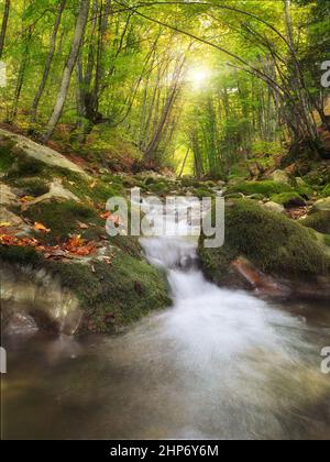 River deep in mountain forest. Nature composition. Stock Photo