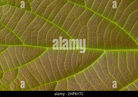 Close up of a young teak (Tectona grandis) leaf, for background Stock Photo