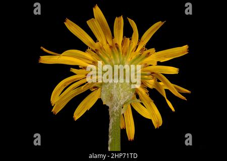 Viper's Grass (Scorzonera humilis). Flowering Capitulum Closeup Stock Photo