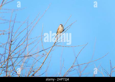 Male House Sparrow, Passer domesticus, 4 months old, in front of white background Stock Photo