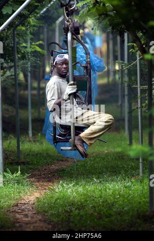 Farm workers carry banana bunches on banana plantation in Ghana West Africa on conveyor belt Stock Photo