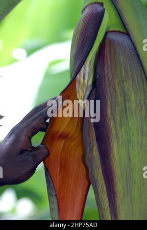 Banana plant at an organic Fair Trade  banana plantation Ghana West Africa Stock Photo