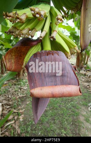 Banana plant at an organic Fair Trade  banana plantation Ghana West Africa Stock Photo