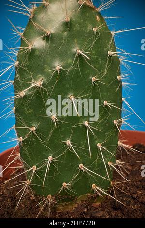 Green cactus.Cactus plant close up. Background Stock Photo