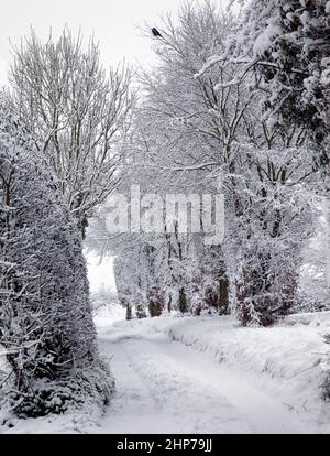 A hooded crow sits atop a beech tree branch after a heavy snow fall Stock Photo