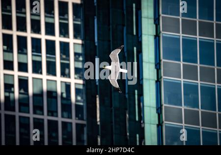 19 February 2022, Hessen, Frankfurt/Main: A seagull flies in the sunshine against the wind past the city's skyscrapers. Hesse has survived the stormy night of low pressure 'Zeynep' without any problems. Photo: Frank Rumpenhorst/dpa Stock Photo