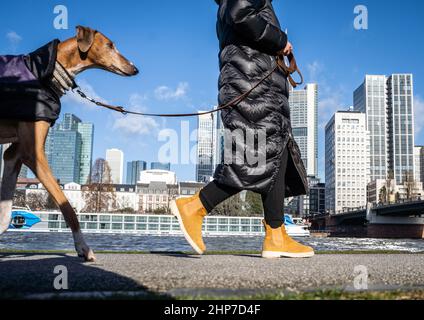19 February 2022, Hessen, Frankfurt/Main: A woman walks with her dog along the skyscrapers on the Main River in sunny weather. Hesse survived the stormy night of low pressure 'Zeynep' without any problems. Photo: Frank Rumpenhorst/dpa Stock Photo