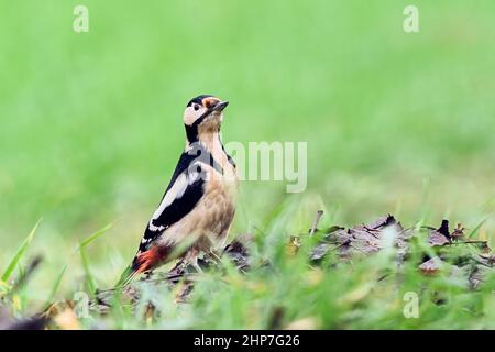 Great spotted woodpecker standing in grass. Looking for food in leaves. Blurred natural light background, copy space. Genus Dendrocopos major. Stock Photo