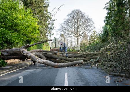 Haslemere, UK, Saturday, 19th February 2022  A dog walker climbs over a fallen tree blocking his route along Weydown road in Haslemere after high winds from Storm Eunice cause chaos across the UK. Credit: DavidJensen / Empics Entertainment / Alamy Live News Stock Photo