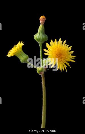 yellow dandelion flowers, beneficial and herbal plant isolated on black background Stock Photo