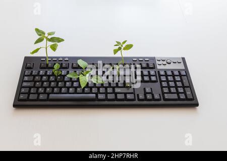 Black computer keyboard after lockdown. Green plants grow from the keyboard. PC keyboard on a white background. Stock Photo