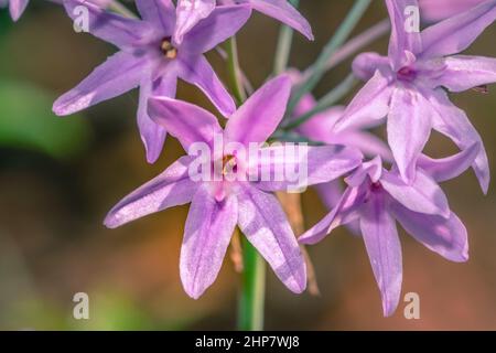 (Tulbaghia violacea) Society garlic Wild flowers during spring, Cape Town, South Africa Stock Photo