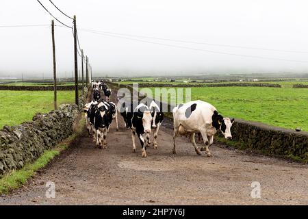 Cows walking down rural road by stone walls, Terceira, Azores, Portugal Stock Photo