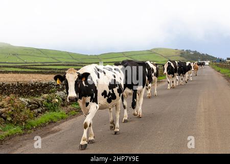Cows walking down rural road by stone walls, Terceira, Azores, Portugal Stock Photo