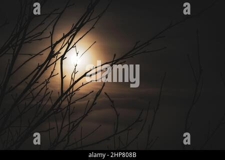 Tree branches with sunset behind and clouds Stock Photo
