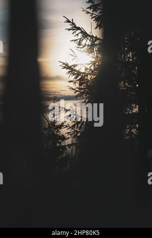 Detail of Tree with Sunset behind and sky Stock Photo