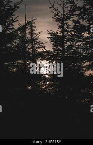 Sunset behind pine trees in winter in Czech Republic Stock Photo