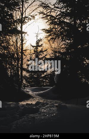 Snow with Sunset and Tree in Forest in Czech Republic Stock Photo