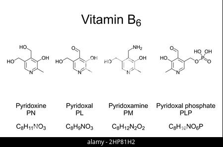 Vitamin B6, vitamers, chemical formulas and structures Stock Vector