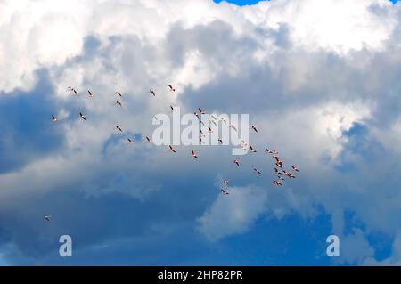 Beautiful wild flying flamingo birds Stock Photo